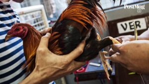 Bi Quyet Chon Giong Ga Da Chuan – Kinh Nghiem Tu Dan Choi Ga