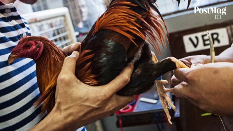 Bi Quyet Chon Giong Ga Da Chuan – Kinh Nghiem Tu Dan Choi Ga