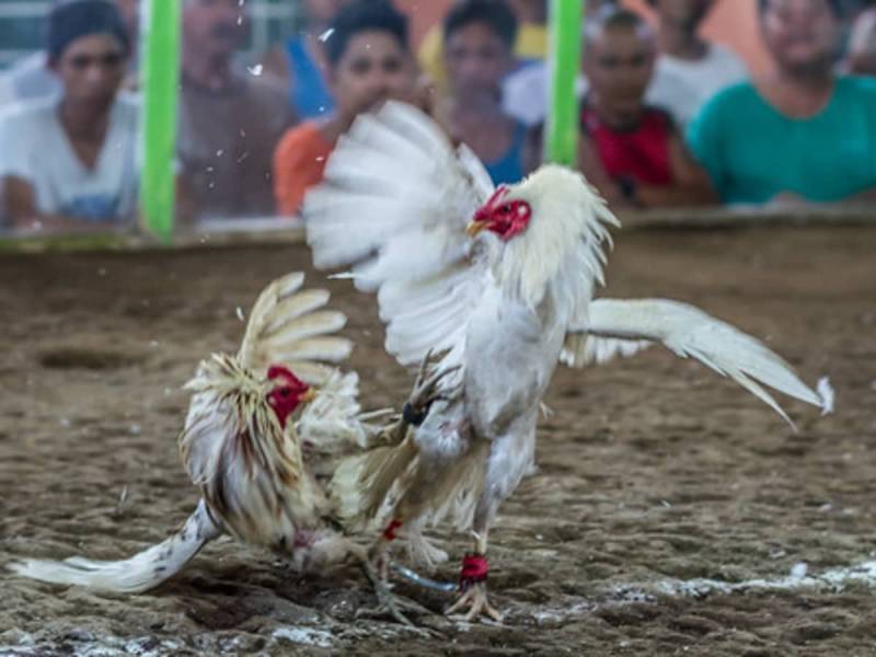Đá Gà Cựa Dao Là Gì? Khám Phá Thế Giới Máu Lửa 3 Cấu tạo cựa dao và lý do khiến nó "gây nghiện"