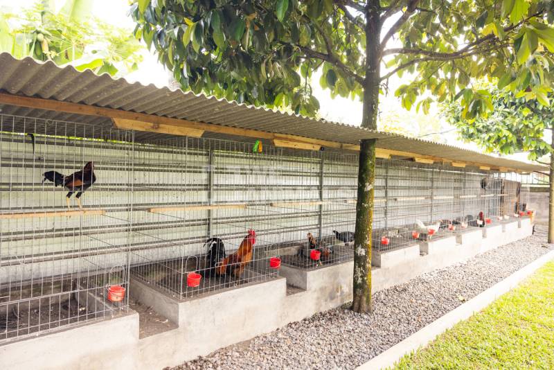 Cách Làm Chuồng Gà Cho Gà Đá Tạo Không Gian Lý Tưởng 3 Chọn vị trí làm chuồng: Ưu tiên cao ráo, thoáng đãng