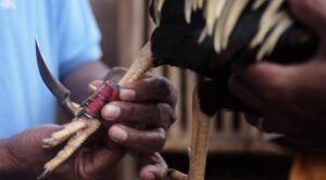 Đá Gà Cựa Dao Là Gì? Khám Phá Thế Giới Máu Lửa