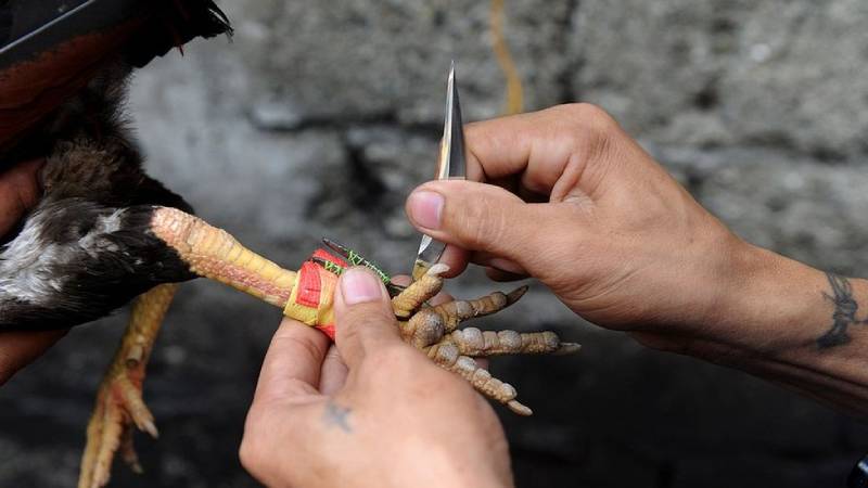 Đá Gà Cựa Dao Là Gì? Khám Phá Thế Giới Máu Lửa 2 Đá gà cựa dao là gì? Hơn cả một trận đấu gà thông thường