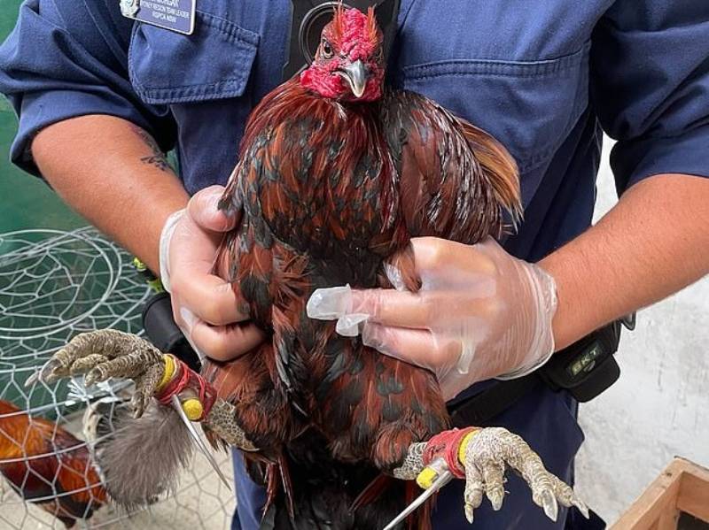 Dấu hiệu nhận biết một loại thuốc tốt cho gà đá