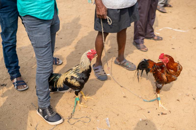 Kỹ Thuật Chăm Gà Đá Thomo Bách Chiến Bách Thắng