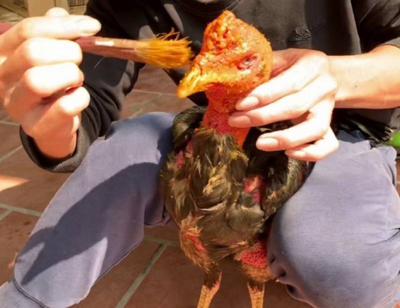 Kỹ thuật om bóp – Bí quyết giữ chân gà luôn chắc khỏe