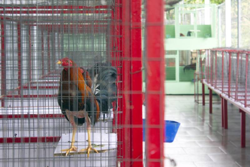 Cách Làm Chuồng Gà Cho Gà Đá Tạo Không Gian Lý Tưởng 6 Một số mẹo nhỏ để chuồng luôn sạch và chiến kê luôn khỏe