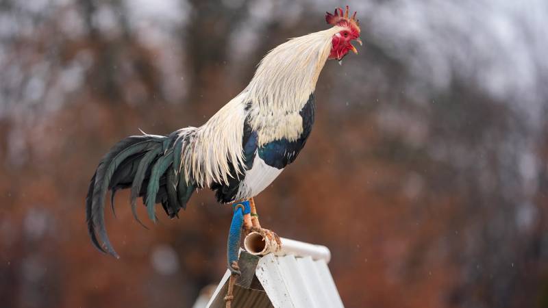 Những sai lầm phổ biến khi dùng thuốc nuôi gà đá