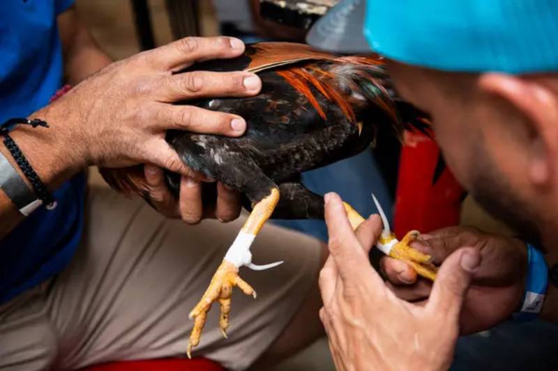 Những vùng lông nên và không nên tỉa