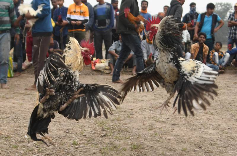 Quan sát khí chất – Thần kê không ở vẻ bề ngoài