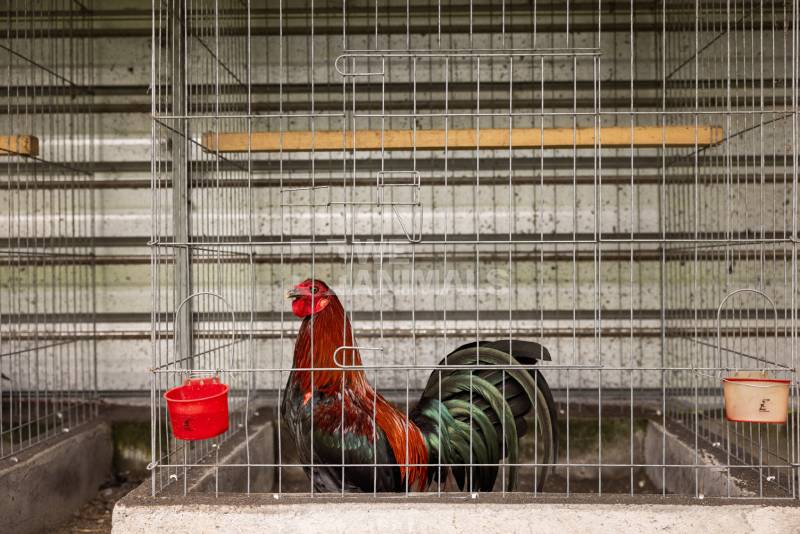 Cách Làm Chuồng Gà Cho Gà Đá Tạo Không Gian Lý Tưởng 2 Tại sao chuồng gà đá cần thiết kế riêng biệt?