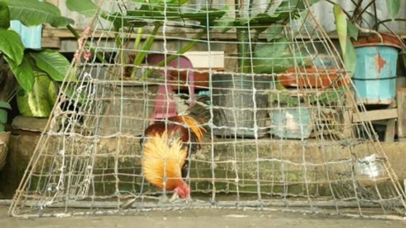 Cách Làm Chuồng Gà Cho Gà Đá Tạo Không Gian Lý Tưởng 5 Thiết kế bên trong: Tối ưu cho nghỉ ngơi và tập luyện