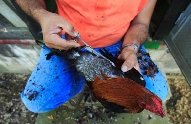 Thời điểm “vàng” để tỉa lông cho gà đá