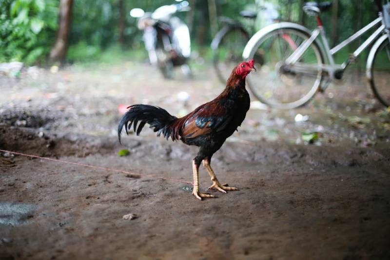 Ưu tiên mái nòi – Chìa khóa để “ra lứa” chất lượng