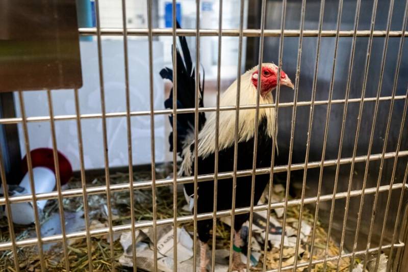 Cách Làm Chuồng Gà Cho Gà Đá Tạo Không Gian Lý Tưởng 4 Vật liệu xây chuồng: Kết hợp bền vững và thông thoáng